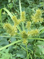 Cyperus strigosus