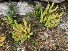 Huperzia appressa