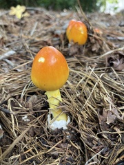 Amanita