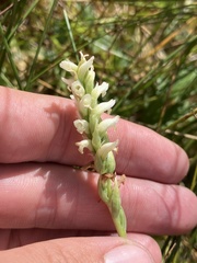 Spiranthes romanzoffiana