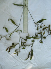 Potamogeton gramineus