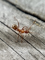 Formica pallidefulva