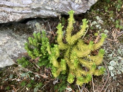 Huperzia appressa