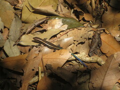 Plestiodon finitimus