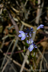Lobelia kalmii