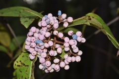 Viburnum nudum
