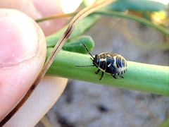 Eurydema