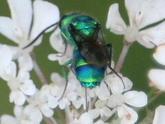 Chrysis derivata