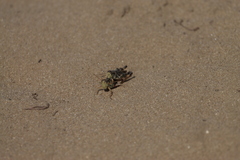 Melanoplus fasciatus