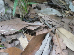 Plestiodon finitimus