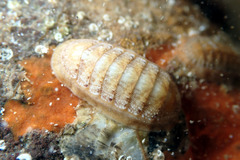 Ischnochiton cariosus
