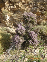 Erica manipuliflora