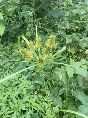 Cyperus strigosus