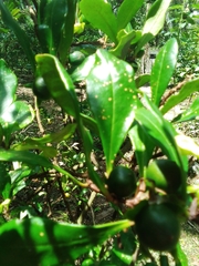 Brunfelsia americana