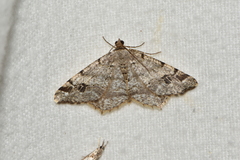 Macaria pinistrobata