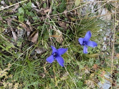 Gentianopsis ciliata