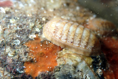 Ischnochiton cariosus