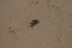 Melanoplus fasciatus