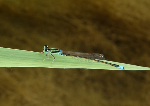 Scarce Blue-tailed Damselfly