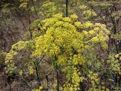 Foeniculum vulgare