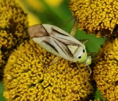 Adelphocoris quadripunctatus