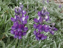 Lupinus obtusilobus