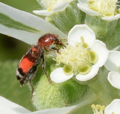 Enoclerus coccineus