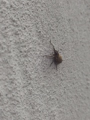 Pantomorus cervinus
