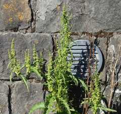 Rumex longifolius