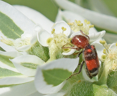 Enoclerus coccineus