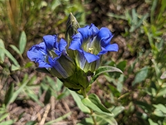 Gentiana parryi
