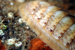 Ischnochiton cariosus
