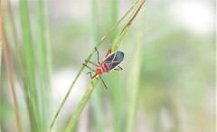 Dysdercus suturellus