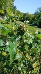 Andricus quercusfrondosus