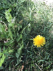 Taraxacum