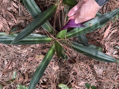 Tradescantia spathacea