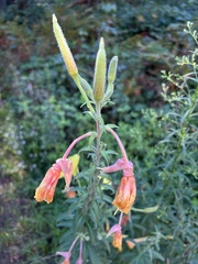 Oenothera elata