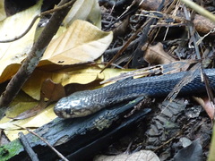 Naja sumatrana