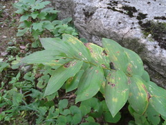 Polygonatum biflorum