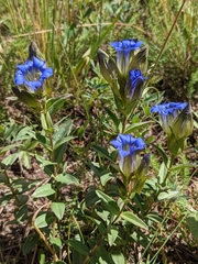 Gentiana parryi