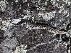 Heterodon platirhinos
