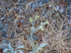 Pseudognaphalium microcephalum