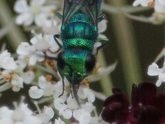 Chrysis derivata