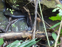 Naja sumatrana