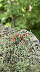Cladonia cristatella