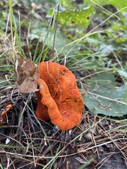 Hypomyces lactifluorum