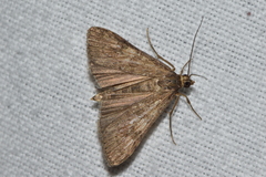 Nomophila nearctica
