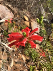 Erica abietina