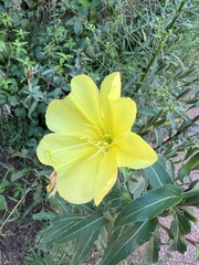 Oenothera elata