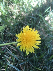 Taraxacum